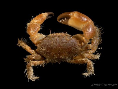 Краб "Волосатый" Черноморский ( Pilumnus hirtellus )