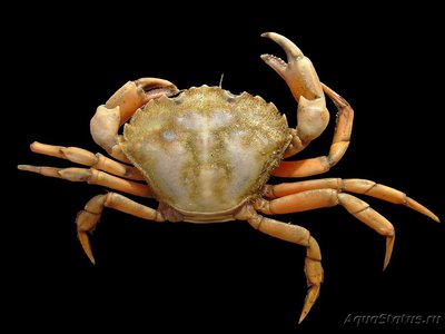 Краб Европейский зелёный ( Carcinus maenas )