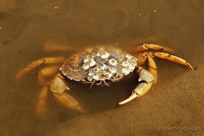 Краб Европейский зелёный ( Carcinus maenas )