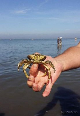 Краб Европейский зелёный ( Carcinus maenas )