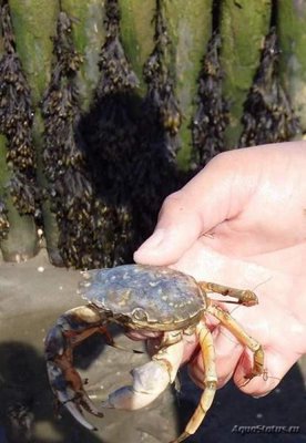 Краб Европейский зелёный ( Carcinus maenas )