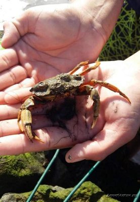 Краб Европейский зелёный ( Carcinus maenas )