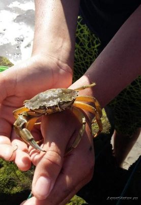 Краб Европейский зелёный ( Carcinus maenas )