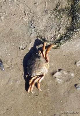 Краб Европейский зелёный ( Carcinus maenas )