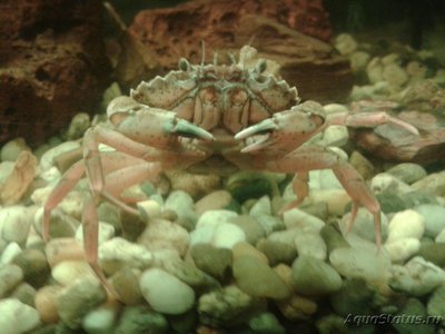 Краб Европейский зелёный ( Carcinus maenas )