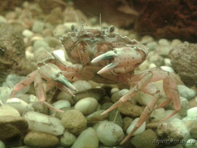 Краб Европейский зелёный ( Carcinus maenas )