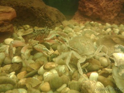 Краб Европейский зелёный ( Carcinus maenas )