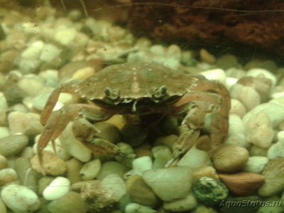 Краб Европейский зелёный ( Carcinus maenas )