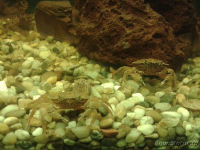 Краб Европейский зелёный ( Carcinus maenas )