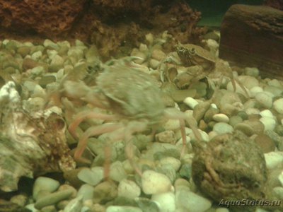 Краб Европейский зелёный ( Carcinus maenas )