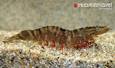 Креветка зелёная тигровая ( Panaeus semisulcatus  )