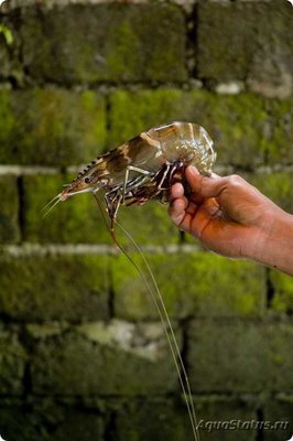 Креветка зелёная тигровая ( Panaeus semisulcatus  )