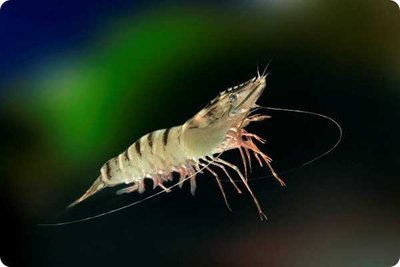 Креветка зелёная тигровая ( Panaeus semisulcatus  )