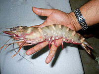 Креветка зелёная тигровая ( Panaeus semisulcatus  )