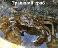 Краб травяной ( Carcinus aestuarii )