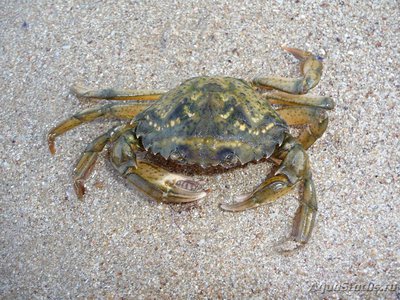 Краб травяной ( Carcinus aestuarii )