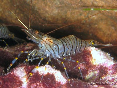 Креветка Зубчатый Палемон ( Palaemon serratus )