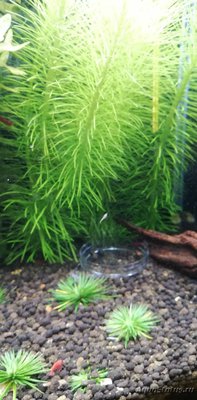 AquaEl Shrimp Set Smart - дом для Рэдфайеров 20 литров (Doctor_Zig)