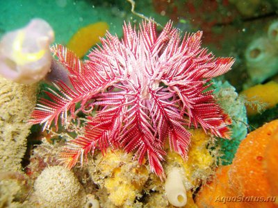 Лилия морская - криноидея ( Crinoidea )