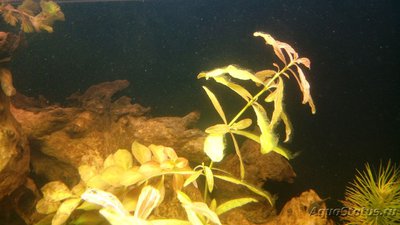 Водоросли в  аквариуме