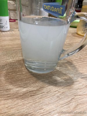 Как спасти сомов в аквариуме?