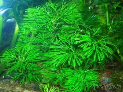 Фото Кабомба спиральнолистная Cabomba caroliniana tortifolia  (photo#108176)