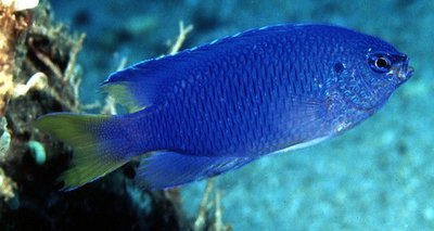 Помацентрус сапфировый  (Pomacentrus pavo, Sapphire damsel)