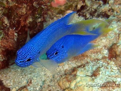 Помацентрус сапфировый  (Pomacentrus pavo, Sapphire damsel)