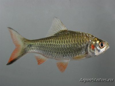Фото Барбус Яванский systomus rubripinnis  (photo#108229)