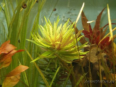 Погостемон Кимберлей, Кимберли ( Pogostemon sp. Kimberley )