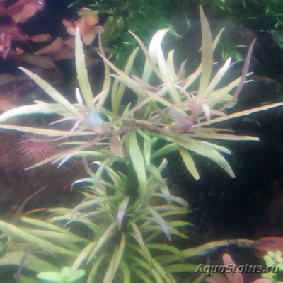 Погостемон Кимберлей, Кимберли ( Pogostemon sp. Kimberley )