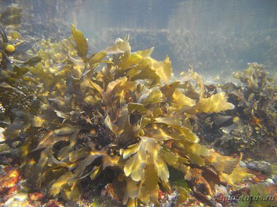 Фото Морская водоросль Fukus serratus (photo#108260)