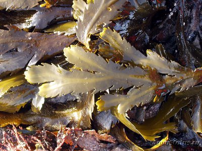 Фото Морская водоросль Fukus serratus (photo#108261)