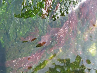 Фото Морская водоросль Порфира Porphyra  (photo#108263)