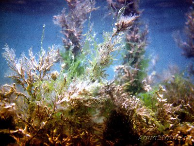 Фото Морская водоросль Цистозейра бородатая Cystoseira barbata  (photo#108273)