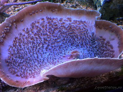 Фото Родактис слоновье ухо Rhodactis sp.  (photo#108275)