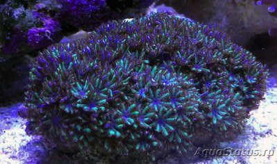 Фото Симподиум Blue Green Sympodium  (photo#108296)