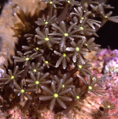 Фото Столонифера Stolonifera Knopia  (photo#108314)