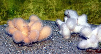 Фото Восьмилучевые кораллы Alcyonium digitatut  (photo#108321)