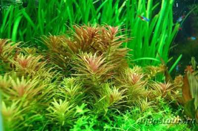 Погостемон ятабеанус ( Pogostemon yatabeanus )