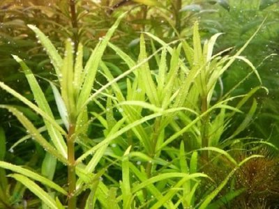 Погостемон ятабеанус ( Pogostemon yatabeanus )