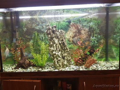 Продам аквариум 200л. Полный Комплект. (Москва)
