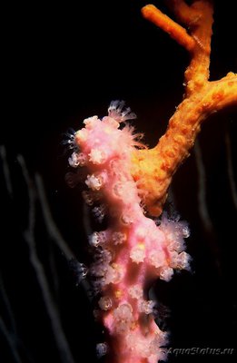 Фото Альциониум кораллоид Alcyonium coralloides  (photo#108366)