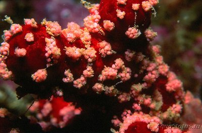 Фото Альциониум спиафил Alcyonium acaule  (photo#108367)