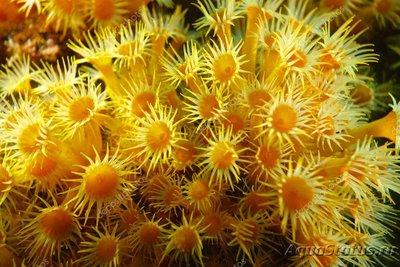 Фото Анемон жёлтый кластерный Parazoanthus axinellae  (photo#108373)