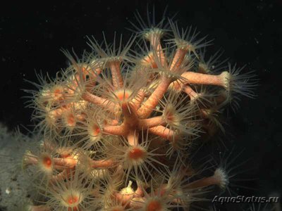 Фото Анемон жёлтый кластерный Parazoanthus axinellae  (photo#108374)