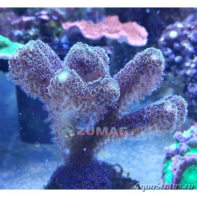 Фото Стилофора Милка Stylophora Milka  (photo#108412)