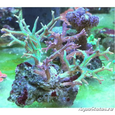 Фото Сериатопора зелёная Seriatopora hystrix Green  (photo#108413)
