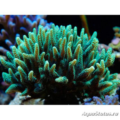 Фото Сериатопора зелёная Seriatopora hystrix Green  (photo#108414)
