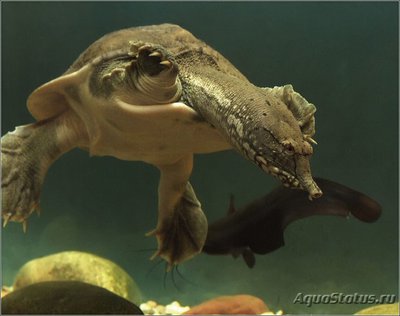 Черепаха  Хунаньский Трионикс , или Хунаньская мягкотелая ( Pelodiscus axenaria )